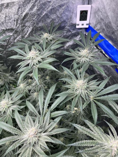 ethos/exotic/growers choice seeds. Week 13 - Grape