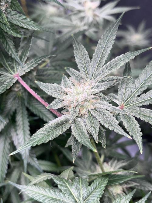ethos/exotic/growers choice seeds. Week 13 - Sha-boink
