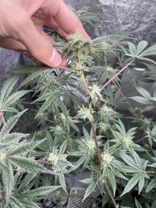 ethos/exotic/growers choice seeds. Week 13 - Sha-boink