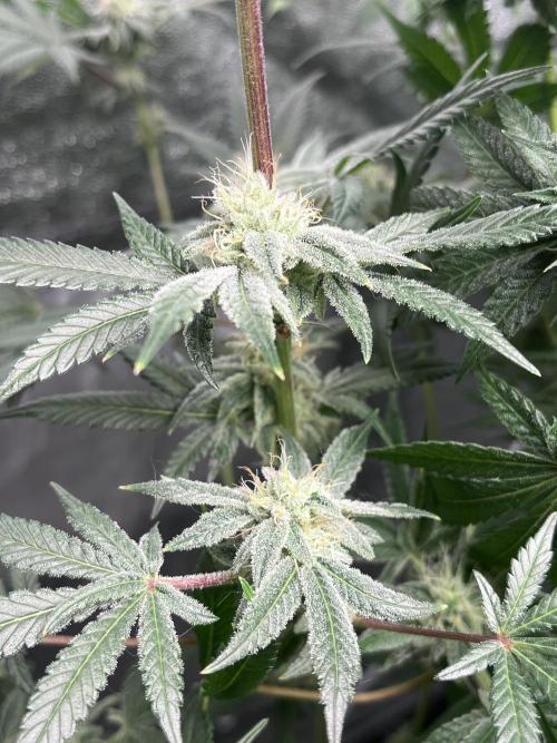 ethos/exotic/growers choice seeds. Week 13 - Sha-boink