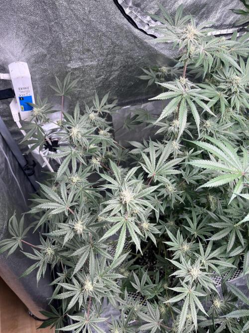 ethos/exotic/growers choice seeds. Week 13 - Sha-boink