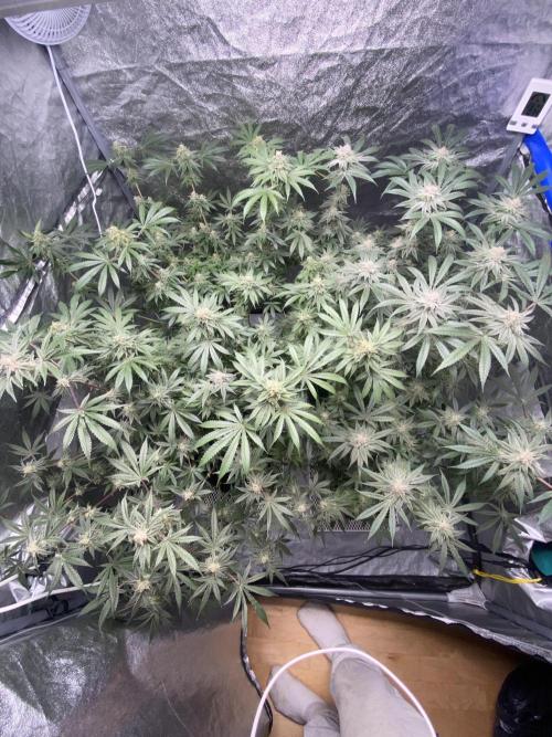 ethos/exotic/growers choice seeds. Week 14