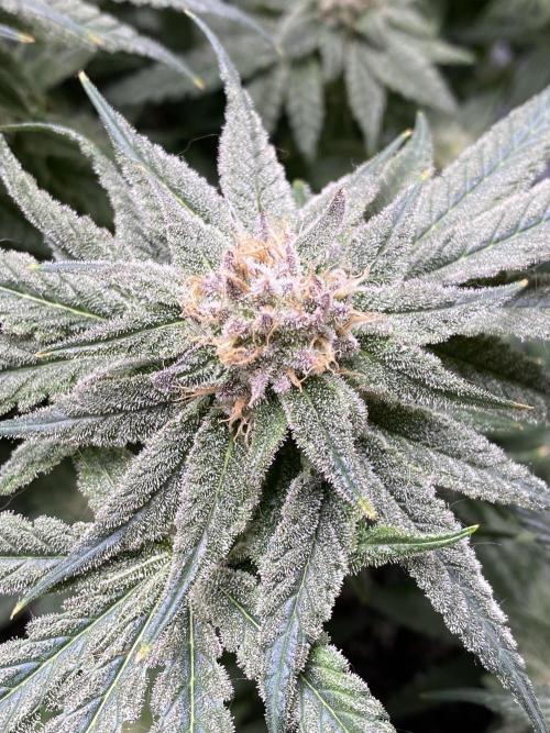 ethos/exotic/growers choice seeds. Week 14 - Grape