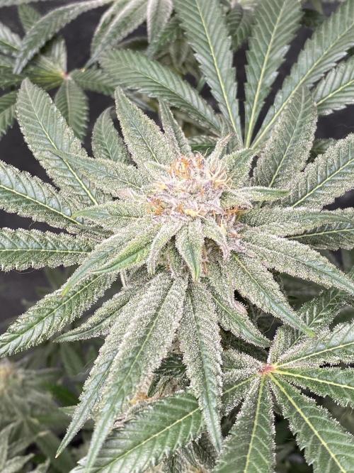 ethos/exotic/growers choice seeds. Week 14 - Grape
