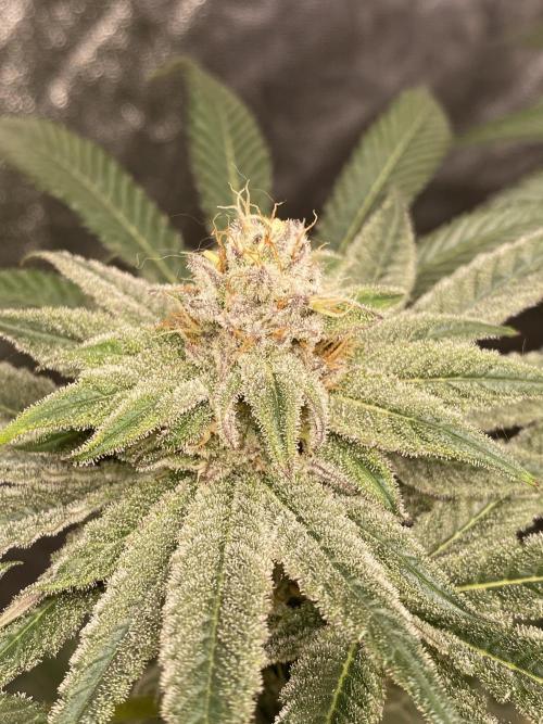 ethos/exotic/growers choice seeds. Week 14 - Grape