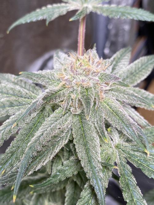 ethos/exotic/growers choice seeds. Week 14 - Grape