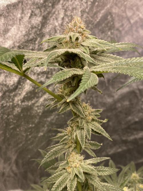 ethos/exotic/growers choice seeds. Week 14 - Grape