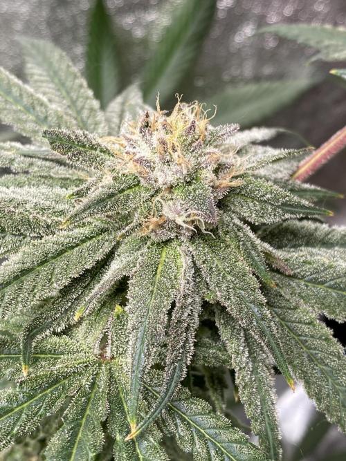 ethos/exotic/growers choice seeds. Week 14 - Grape