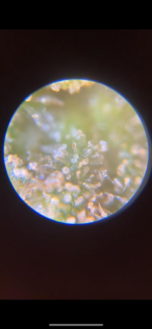 ethos/exotic/growers choice seeds. Week 14
