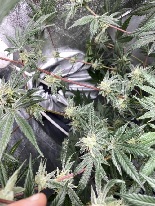 ethos/exotic/growers choice seeds. Week 14 - Sha-boink