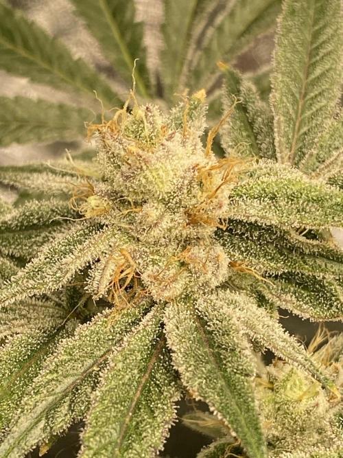 ethos/exotic/growers choice seeds. Week 14 - Sha-boink