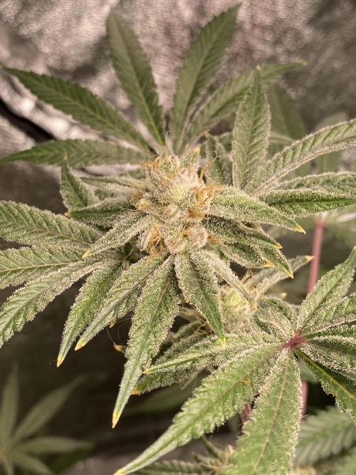 ethos/exotic/growers choice seeds. Week 14 - Sha-boink