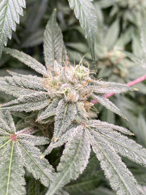 ethos/exotic/growers choice seeds. Week 14 - Sha-boink