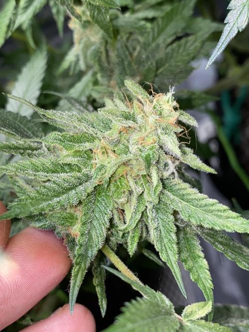 ethos/exotic/growers choice seeds. Week 14 - Oreoz