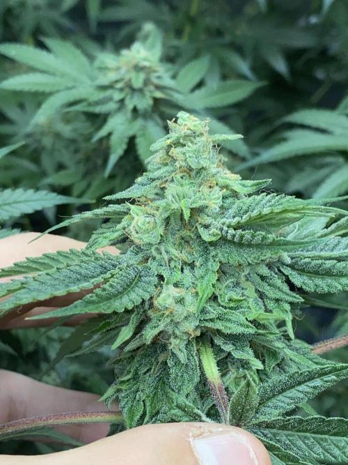 ethos/exotic/growers choice seeds. Week 14 - Oreoz