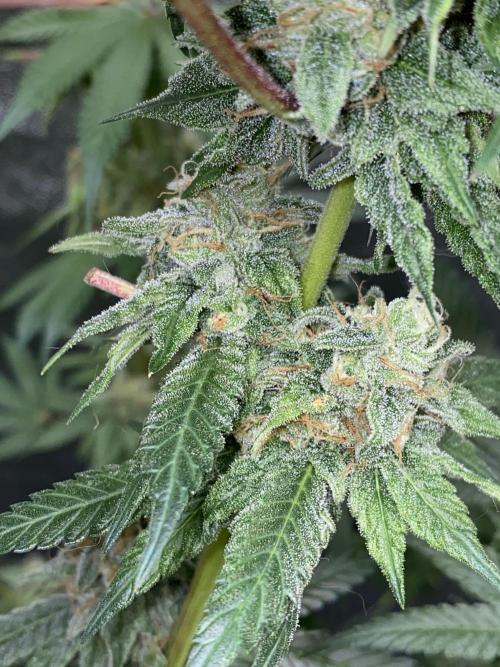 ethos/exotic/growers choice seeds. Week 14 - Oreoz