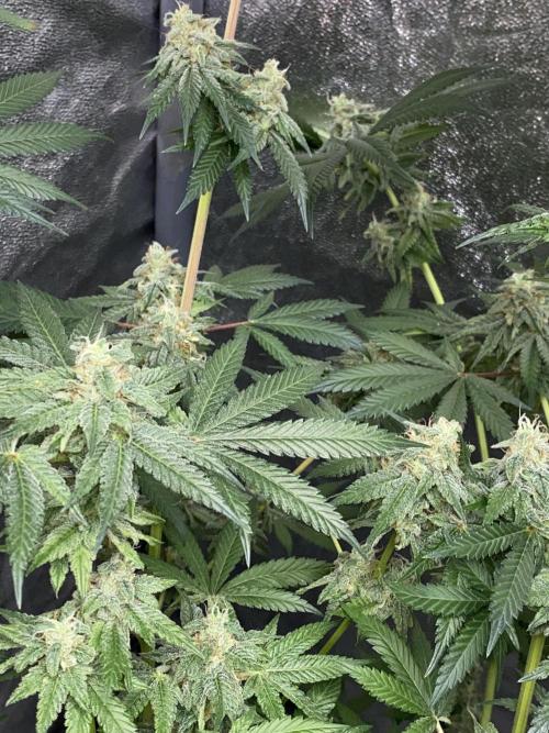 ethos/exotic/growers choice seeds. Week 14 - Oreoz