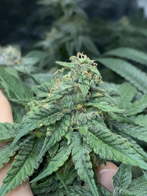 ethos/exotic/growers choice seeds. Week 14 - Oreoz
