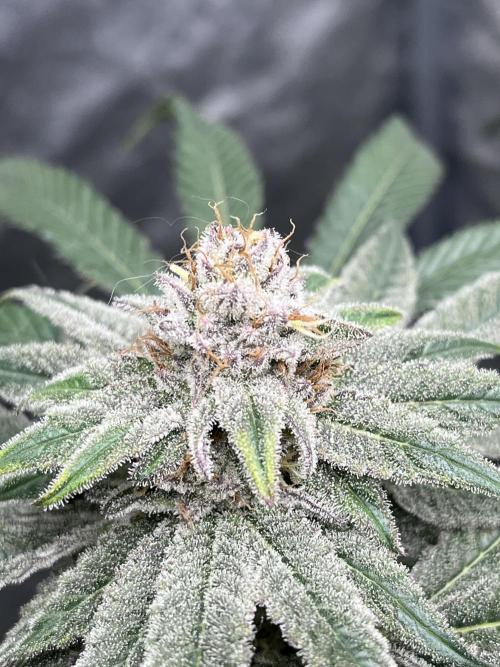 ethos/exotic/growers choice seeds. Week 15