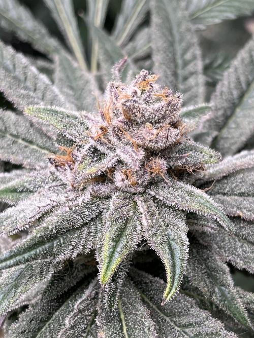 ethos/exotic/growers choice seeds. Week 15