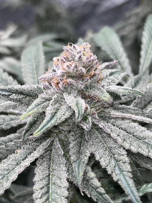 ethos/exotic/growers choice seeds. Week 15