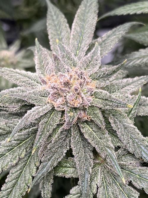 ethos/exotic/growers choice seeds. Week 15