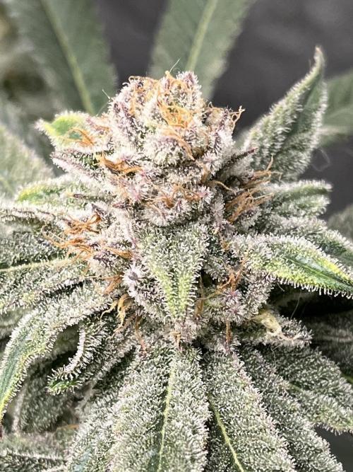ethos/exotic/growers choice seeds. Week 15
