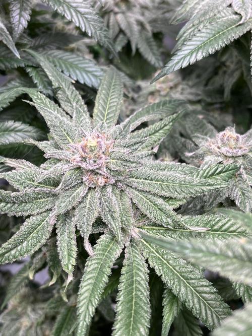 ethos/exotic/growers choice seeds. Week 15