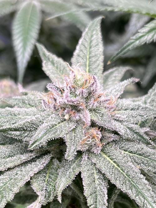 ethos/exotic/growers choice seeds. Week 15