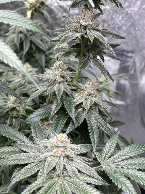 ethos/exotic/growers choice seeds. Week 15
