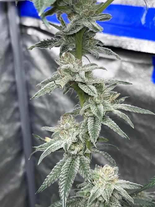 ethos/exotic/growers choice seeds. Week 15