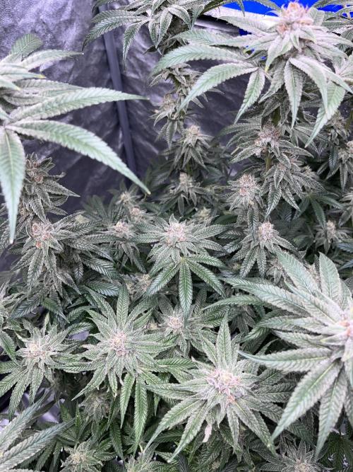 ethos/exotic/growers choice seeds. Week 15
