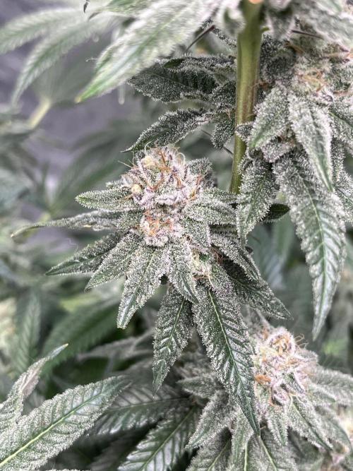 ethos/exotic/growers choice seeds. Week 15