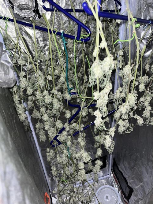 ethos/exotic/growers choice seeds. Week 15