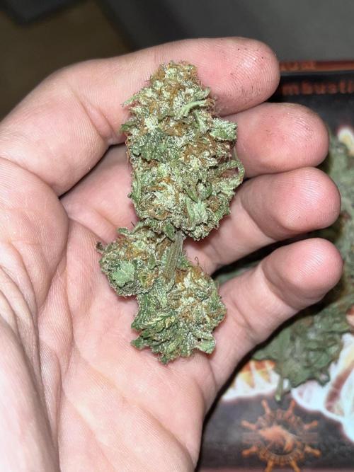 ethos/exotic/growers choice seeds. Week 16