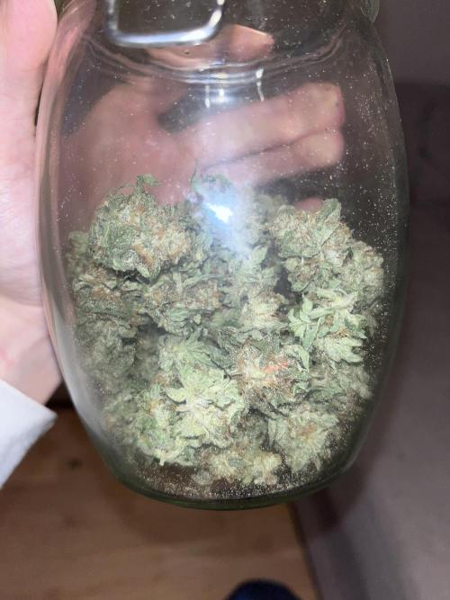 ethos/exotic/growers choice seeds. Week 16