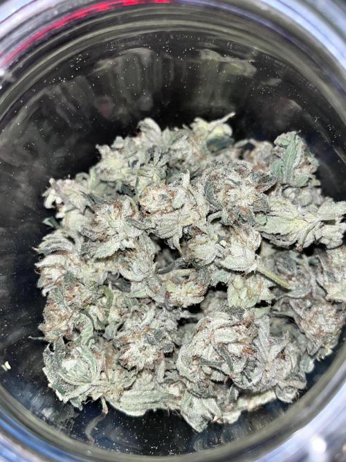 ethos/exotic/growers choice seeds. Week 17