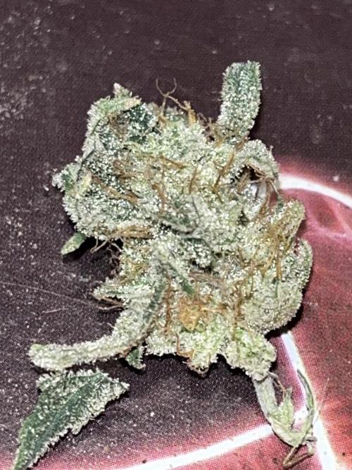 ethos/exotic/growers choice seeds. Week 17
