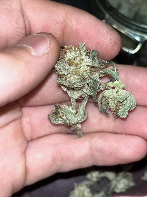 ethos/exotic/growers choice seeds. Week 17