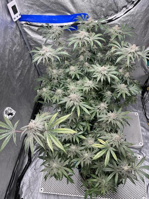 ethos/exotic/growers choice seeds. Week 18