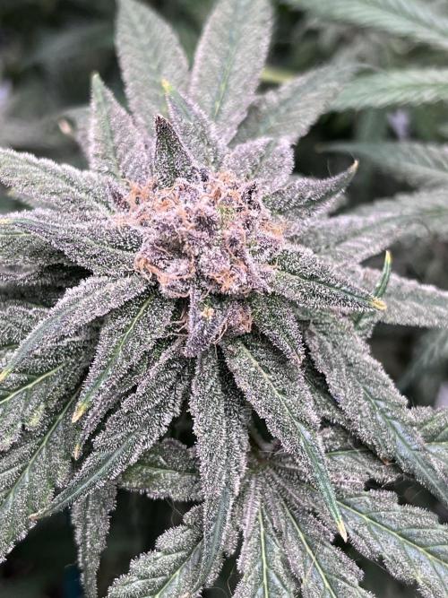 ethos/exotic/growers choice seeds. Week 18