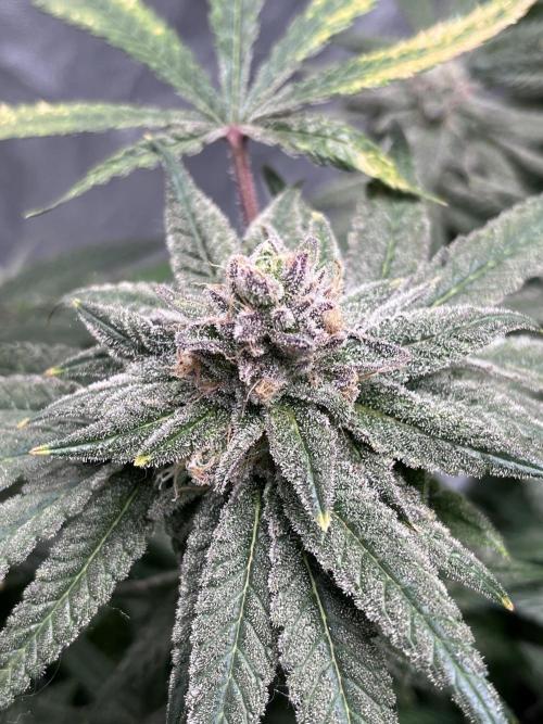 ethos/exotic/growers choice seeds. Week 18