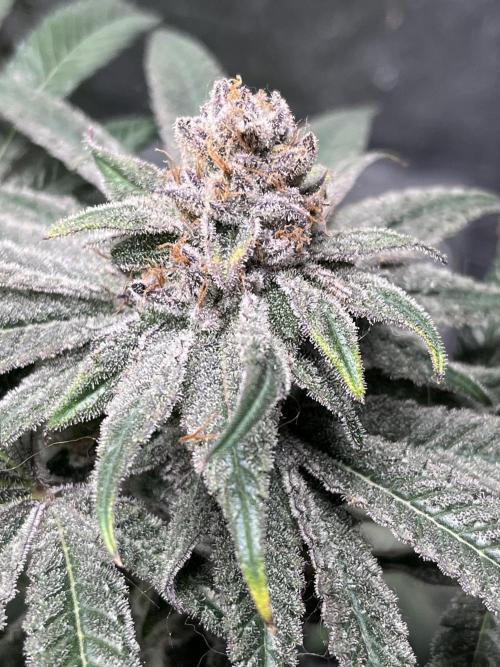 ethos/exotic/growers choice seeds. Week 18