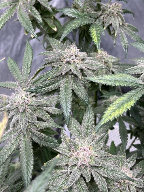 ethos/exotic/growers choice seeds. Week 18