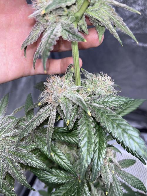 ethos/exotic/growers choice seeds. Week 18