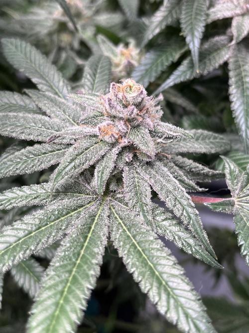 ethos/exotic/growers choice seeds. Week 18