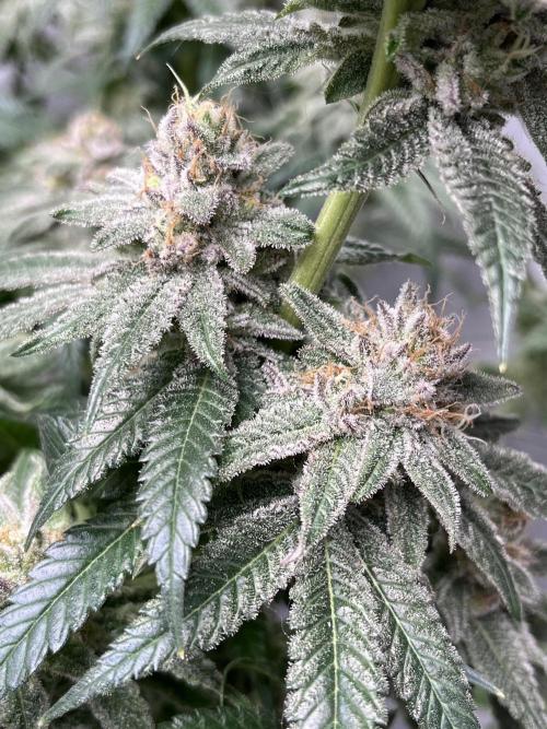 ethos/exotic/growers choice seeds. Week 18