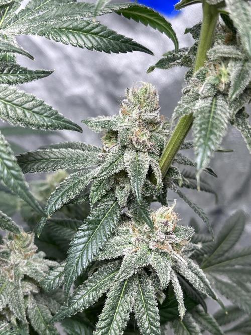 ethos/exotic/growers choice seeds. Week 18