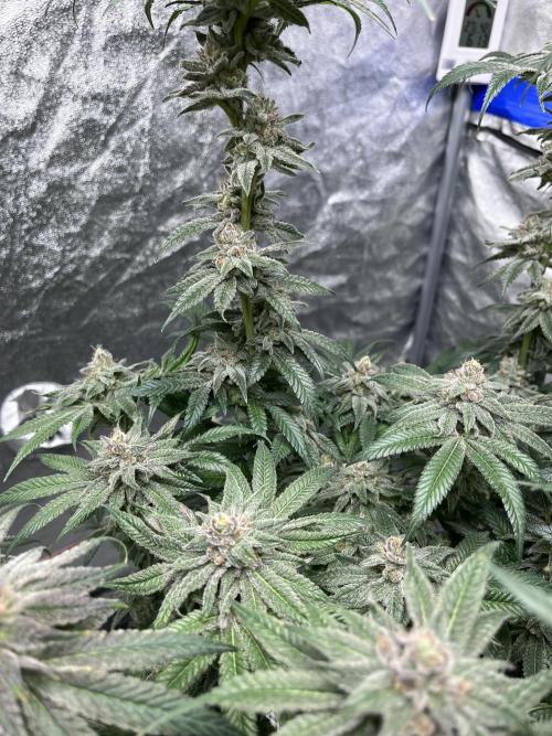 ethos/exotic/growers choice seeds. Week 18
