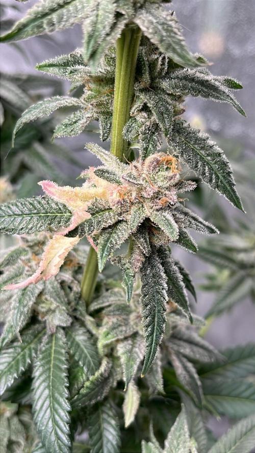 ethos/exotic/growers choice seeds. Week 18